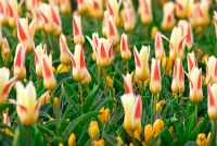 Tulipa 'Johann Strauss' - Kaufmanniana Group and Crocus 'Geel'