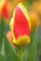 Tulipa 'Stresa' - Kaufmanniana Group