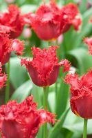 Tulipa 'Valery Gergiev' - Fringed Group