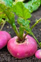 Brassica 'Primera' - Turnip 