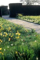 Spring borders with Narcissus and Fritillaria - Christopher Lloyd's garden, Great Dixter, Sussex