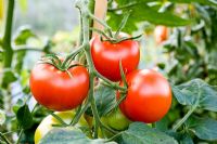 Lycopersicon esculentum 'Shirley' - A medium round Tomato variety bred for resistance to Tomato leaf blight