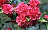 Camellia 'Tristrem Carlyon' 