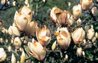 Magnolia 'Sulphur Cockatoo' - Frost damaged flower tips