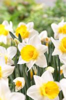 Narcissus 'Karelia'