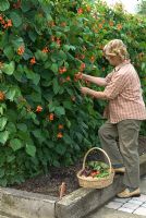 Woman picking Phaseolus coccineus - runner beans grown in raised bed