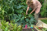 Woman cutting courgette in raised bed