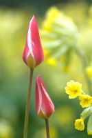 Tulipa clusiana 'Tinka' and Primula veris