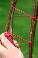 Step by Step 3 of making a natural wigwam for Sweet Peas with Hazel sticks  - Linking sticks with natural jute twine