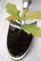 Quercus robur - English Oak seedling on trowel