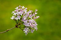 Syringa x persica - Persian Lilac
