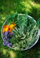 Bowl of freshly picked herbs