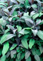 Salvia officinalis 'purpurascens' - Sage