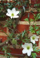 Clematis 'Early Sensation' on red brick wall at Parsonage House