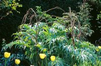 Cynara cardunculus with hazel supports and Tulipa 'Francoise' - Parsonage House