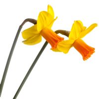 Narcissus 'Glen Clova'