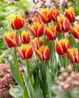 Tulipa 'Palmares'