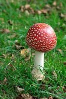 Amanita muscaria - Fly Agaric poisonous mushroom