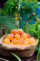 Prunus armeniaca 'Bergeron' - Apricots in wooden bowl on table