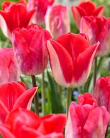 Tulipa 'Gander's Rhapsody' with Tulipa 'Lipgloss'