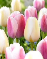 Tulipa 'Ollioules' with Tulipa 'Pays Bas'