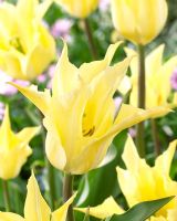 Tulipa 'Tres Chic Geel'
