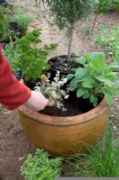 Planting mixed herb pot - choosing the plants