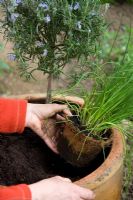 Planting mixed herb pot - adding a chive plant