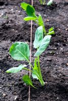 Brassica 'Noisette' - Newly planted out young Brussel Sprout plants