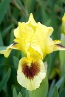 Iris 'Meadowcourt' - Dwarf bearded iris