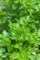 Petroselinium crispum - Flat-leaved  Italian parsley