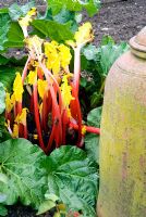 Rheum x hybridum 'Hawkes Champagne' - Forced rhubarb stems and terracotta forcer