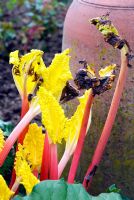 Rheum x hybridum 'Hawkes Champagne' - Forced rhubarb stems and terracotta forcer