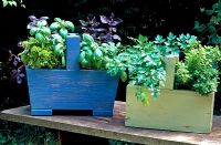 Painted trugs with herbs