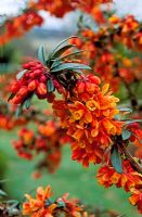 Berberis linearifolia 'Jewel'