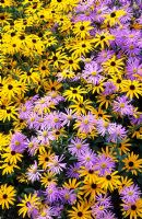 Aster x frikartii 'Monch' with Rudbeckia 'Goldsturm'