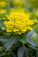 Euphorbia polychroma 'Golden Fusion'