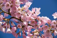 Prunus 'Pink shell'