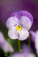 Viola 'Lavender Blush'