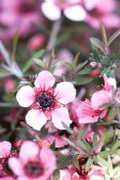 Leptospermum scoparium 'Pink Queen'
