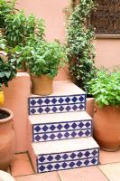 Garden - SPANA's Courtyard Refuge, Design - Chris O'Donoghue, Sponsor - Society for the Protection of Animals Abroad - Moroccan garden with mint and citrus in pots and Jasminum officinale.