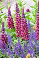 Lupin 'Masterpiece' with Salvia nemorosa in The Bupa Garden, Design - Cleve West, Sponsor - Bupa - Gold Medal Winners