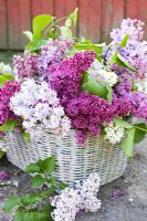 Syringa - Lilac in white wicker basket