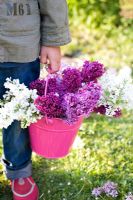Child holding bucked of picked Syringa - Lilac in garden