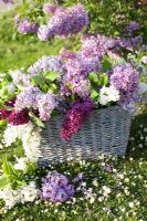Syringa - Lilac from the garden in wicker basket