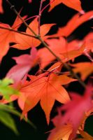 Acer palmataum 'Satsuki Beni' in Autumn