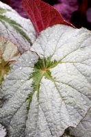 Leaf detail of Begonia species - RHS Chelsea Flower Show 2008