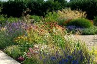 Late Summer perennial border including Agapanthus, Salvia, Galtonia and Monarda 
- Harvey's Garden Plants, Thurston, Suffolk