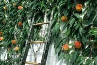 Prunus persica - Ladder leaning against white wall with espalier trained peaches 