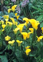 Zantedeschia elliottiana - Golden Calla Lily